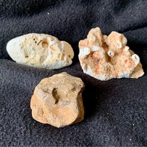 Ancient Missouri Fossil Bundle – Coral, Brachiopod & Fossiliferous Limestone